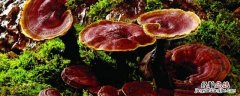 灵芝和灵芝孢子粉有什么区别 灵芝和灵芝孢子粉有什么区别?