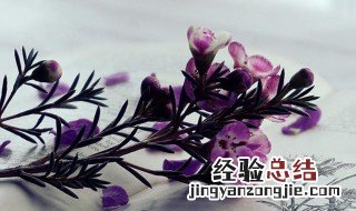 关于风铃花的唯美句子 赞美风铃花的唯美句子