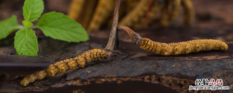 冬虫夏草福建能种吗 冬虫夏草可以栽种吗