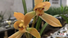 兰花怎么养才能更旺盛 兰花怎么养才能更旺盛呢