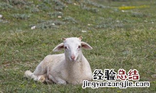67年属什么生肖属相婚配 67年属什么生肖