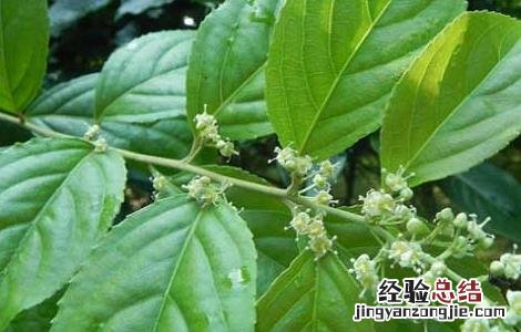 雷公藤的功效与作用 中药雷公藤的功效与作用