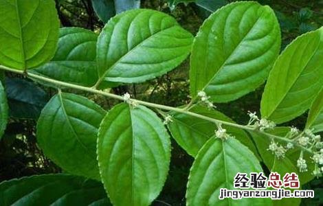 雷公藤的功效与作用 中药雷公藤的功效与作用