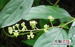 雷公藤的功效与作用 中药雷公藤的功效与作用