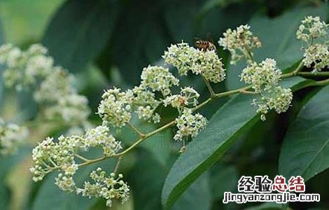 雷公藤的功效与作用 中药雷公藤的功效与作用