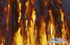 昆布的功效与作用 昆布的功效与作用的功能与主治与用量