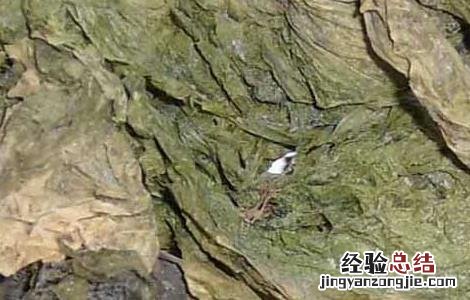 昆布的功效与作用 昆布的功效与作用的功能与主治与用量