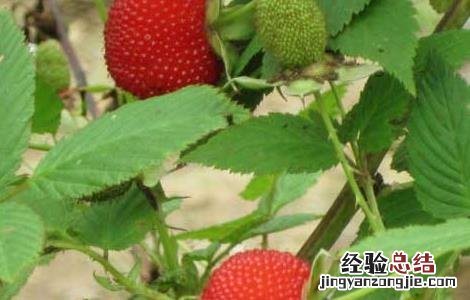 空心泡食用价值 空心泡的功效与作用