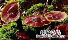 灵芝和石斛泡水喝的功效与作用 灵芝和石斛泡水喝的功效与作用及禁忌
