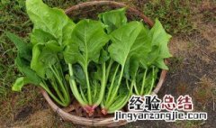 菠菜能和西红柿鸡蛋一起吃吗 菠菜和鸡蛋西红柿可以一起吃吗