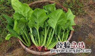 菠菜能和西红柿鸡蛋一起吃吗 菠菜和鸡蛋西红柿可以一起吃吗
