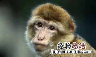 九二年属什么生肖 九三年属什么生肖