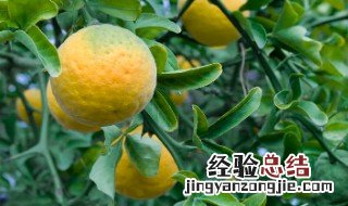 生枳壳的功效与作用 枳实的功效与作用图片