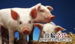 关于猪和鸡的成语 关于猪和鸡的成语有哪些
