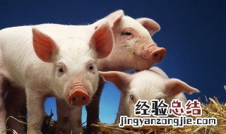 关于猪和鸡的成语 关于猪和鸡的成语有哪些
