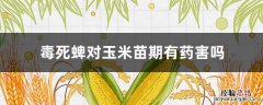 毒死蜱在玉米苗期使用安全吗? 毒死蜱对玉米苗期有药害吗