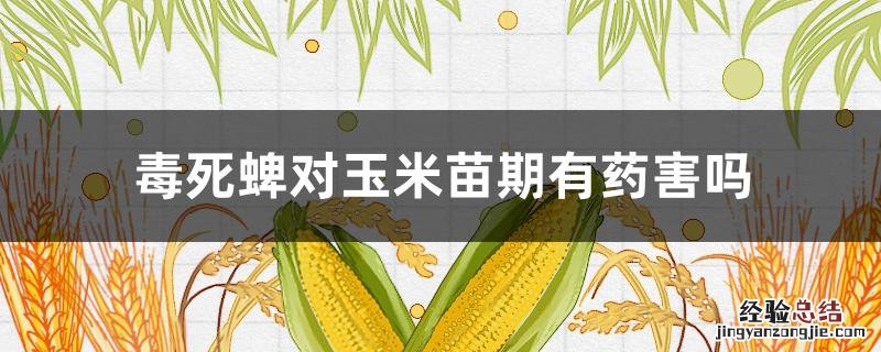 毒死蜱在玉米苗期使用安全吗? 毒死蜱对玉米苗期有药害吗