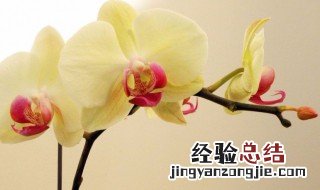 描写兰花样子的句子 关于描写兰花的优美句子精选