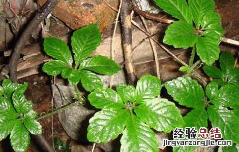 绞股蓝的功效与作用 绞股蓝的功效与作用和副作用
