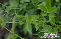绞股蓝的功效与作用 绞股蓝的功效与作用和副作用