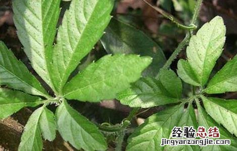 绞股蓝的功效与作用 绞股蓝的功效与作用和副作用