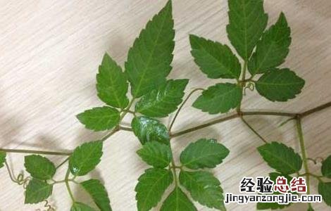 绞股蓝的功效与作用 绞股蓝的功效与作用和副作用