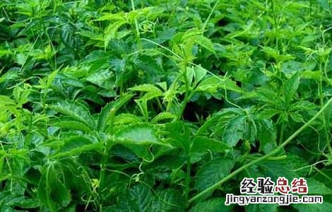绞股蓝有什么副作用和作用 绞股蓝有什么副作用