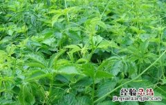 绞股蓝有什么副作用和作用 绞股蓝有什么副作用