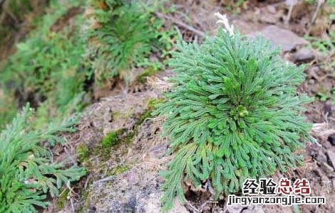 卷柏的功效与作用及禁忌 卷柏的功效与作用