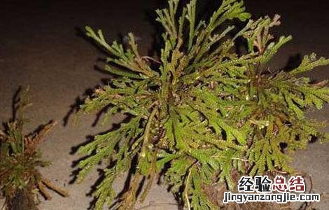 卷柏的功效与作用及禁忌 卷柏的功效与作用