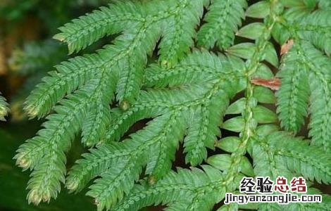 卷柏的功效与作用及禁忌 卷柏的功效与作用