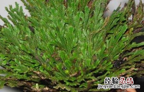 卷柏的功效与作用及禁忌 卷柏的功效与作用