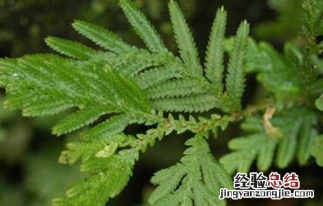卷柏的功效与作用及禁忌 卷柏的功效与作用