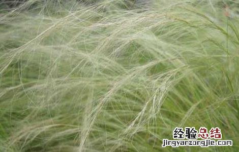 金丝草的功效与作用、禁忌和食用方法 金丝草的功效与作用