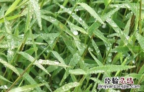 金丝草的功效与作用、禁忌和食用方法 金丝草的功效与作用
