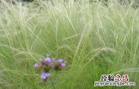 金丝草的功效与作用、禁忌和食用方法 金丝草的功效与作用