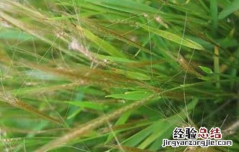 金丝草的功效与作用、禁忌和食用方法 金丝草的功效与作用