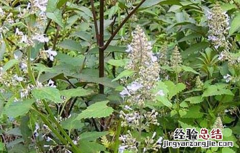 荆芥穗的功效与作用及禁忌 荆芥穗的功效与作用