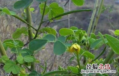 鸡骨草的功效与作用 鸡骨草的功效与作用图片