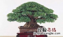 榕树根烂了怎么办 榕树烂根怎么办