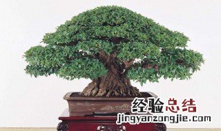 榕树根烂了怎么办 榕树烂根怎么办