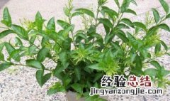 夜来香叶子发黄怎么办视频 夜来香叶子发黄怎么办