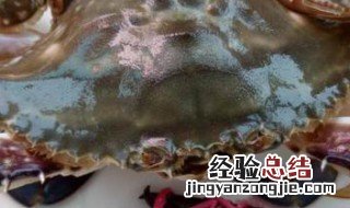 宠物螃蟹离开水能活多久 螃蟹离开水能活多久