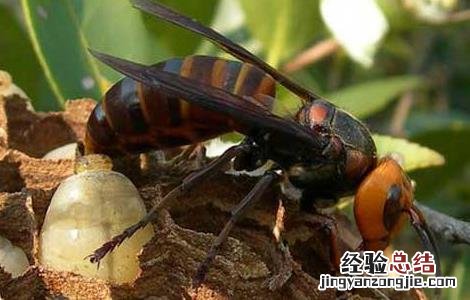 虎头蜂酒的功效与作用禁忌 虎头蜂酒的功效与作用