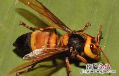虎头蜂酒的功效与作用禁忌 虎头蜂酒的功效与作用