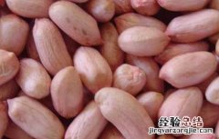 花生衣的功效与作用和禁忌 花生衣的功效与作用