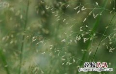 画眉草的功效与作用