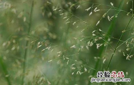 画眉草的功效与作用