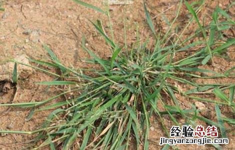 画眉草的功效与作用