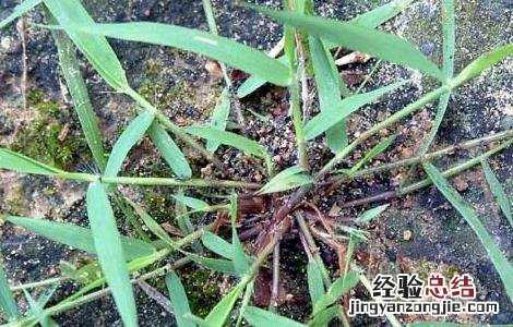 画眉草的功效与作用